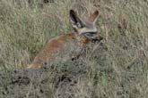 Bat Eared Fox