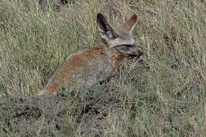 Bat Eared Fox