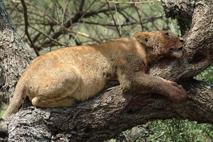 Lion cub