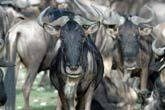 Wildebeest