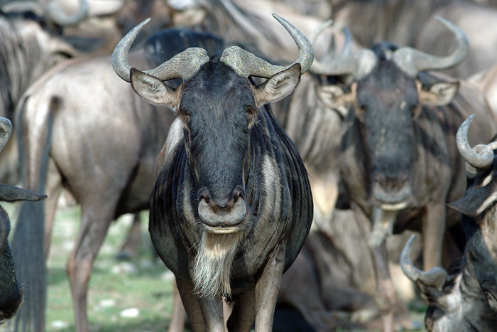 Wildebeest