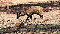 Bushbuck