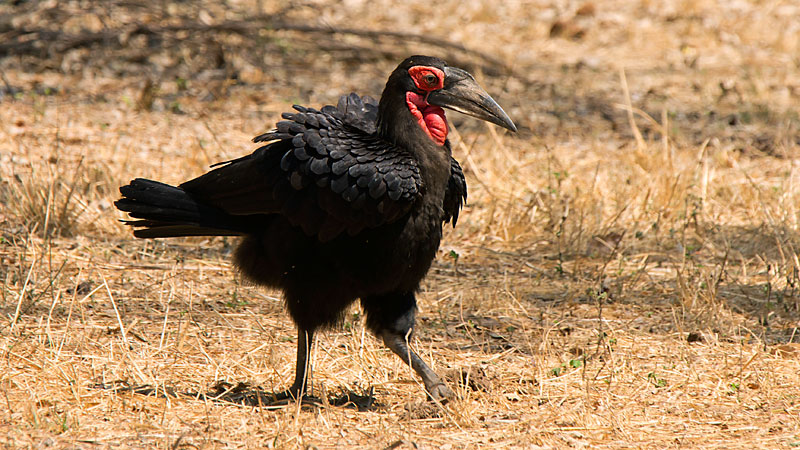 Ground Hornbill