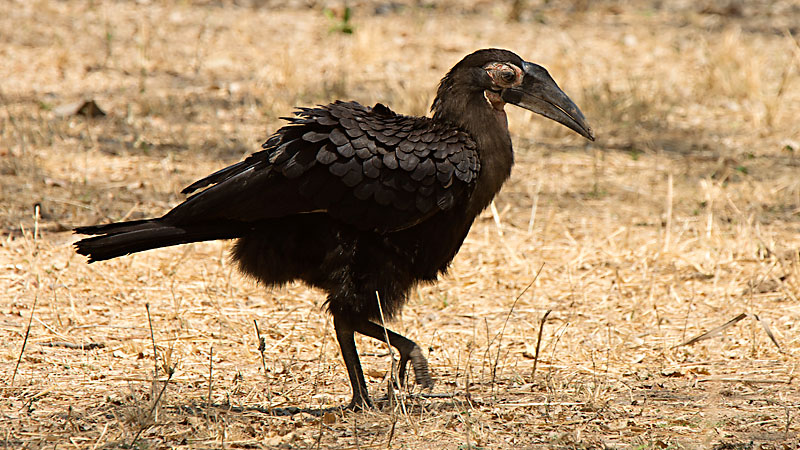 Ground Hornbill