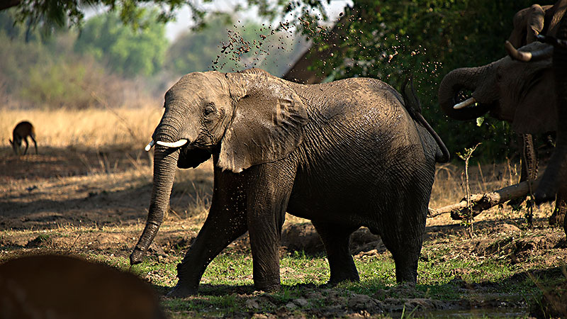 Elephants