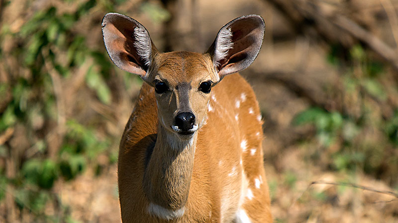 Bushbuck