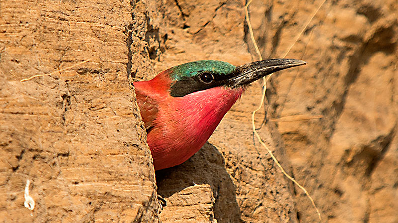 Carmine Bee Eater