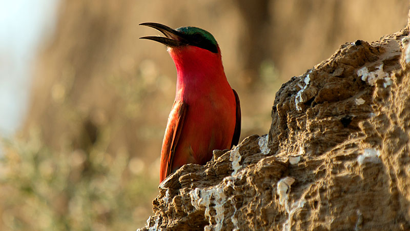 Carmine Bee Eater