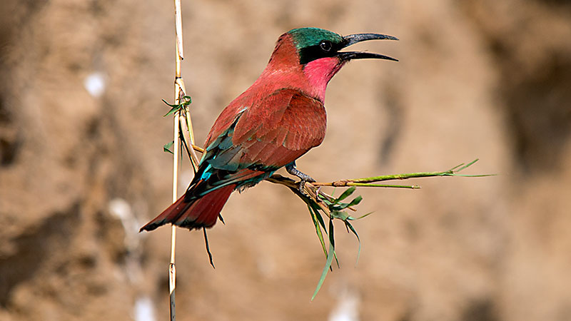 Carmine Bee Eater