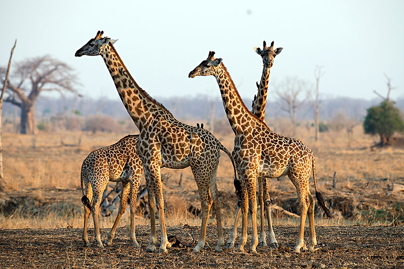 Thornicroft's Giraffe