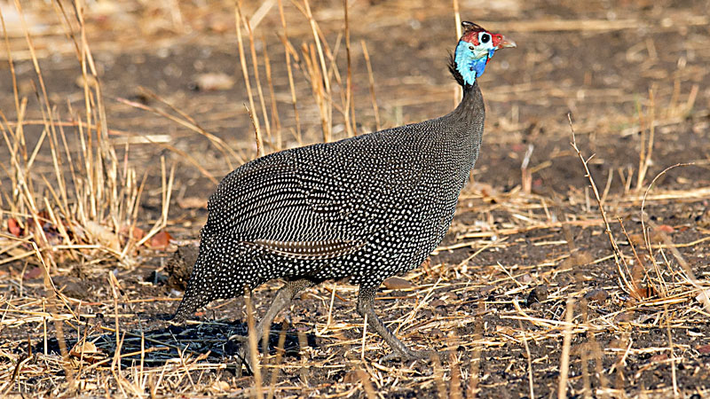 Helmeted Guinea Fowl