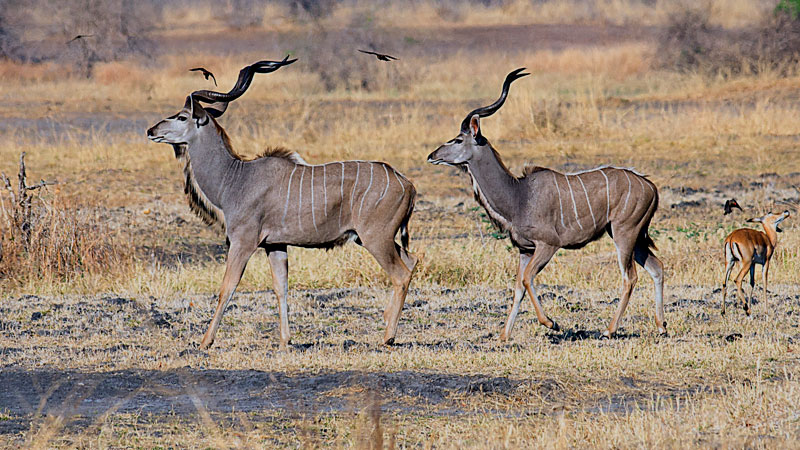 Kudu