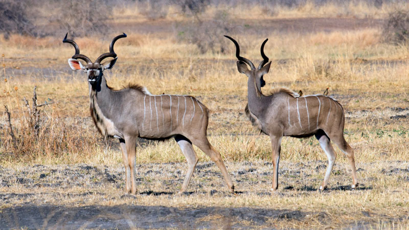 Kudu