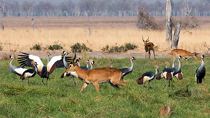 Crowned cranes - Puku