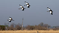 Crowned Cranes