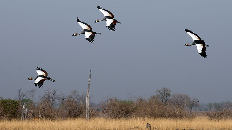 Crowned Cranes