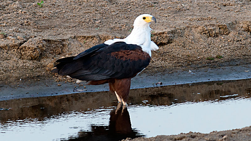 Fish Eagle