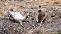 Lion cubs