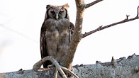 Giant Eagle Owl