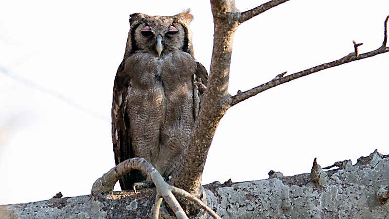 Giant Eagle Owl