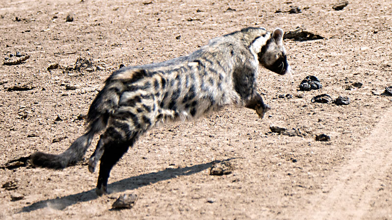 Civet