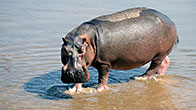 Hippopotamus