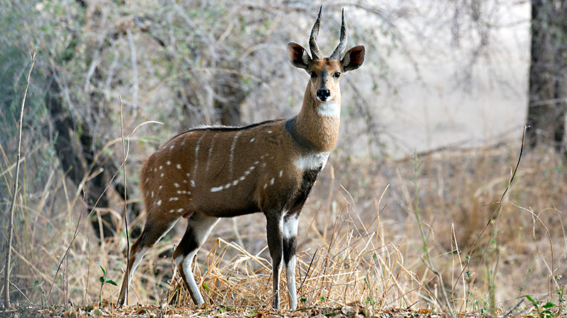 Bushbuck