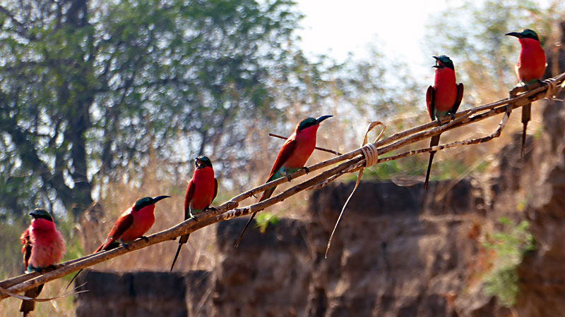 Carmine Bee Eaters