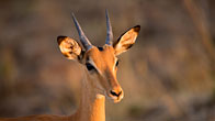 Impala