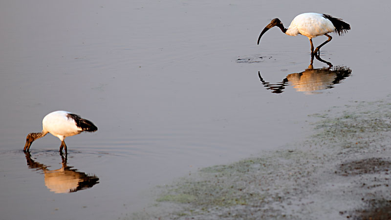 Sacred Ibis