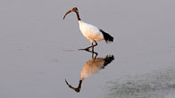 Sacred Ibis