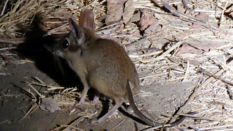 4 Toed Elephant Shrew