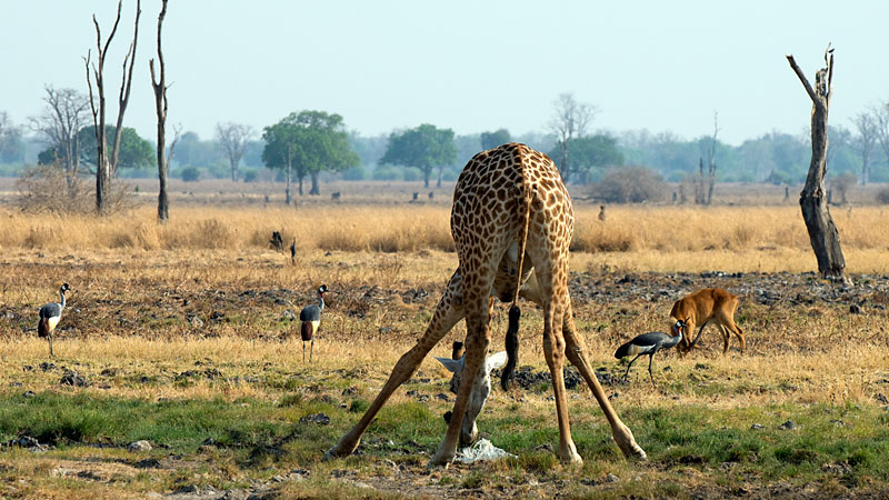 Thornicroft's Giraffe