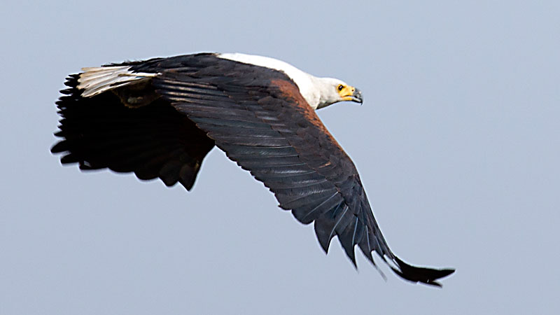 Fish Eagle