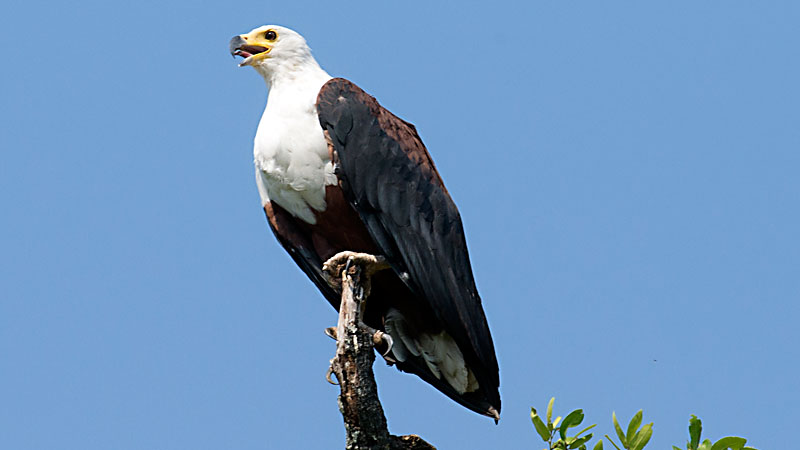 Fish Eagle