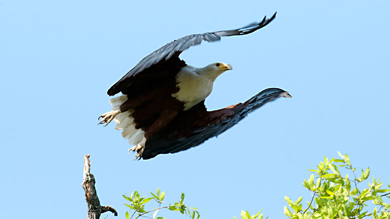 Fish Eagle