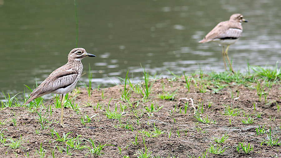 Water Dikkop