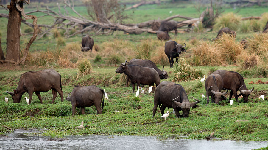 Buffalo