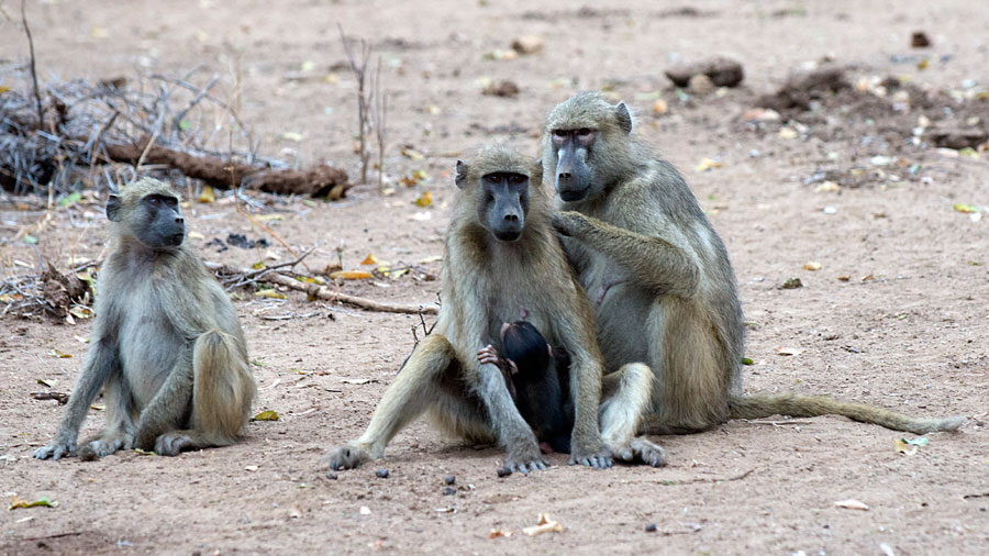 Chacma Baboons