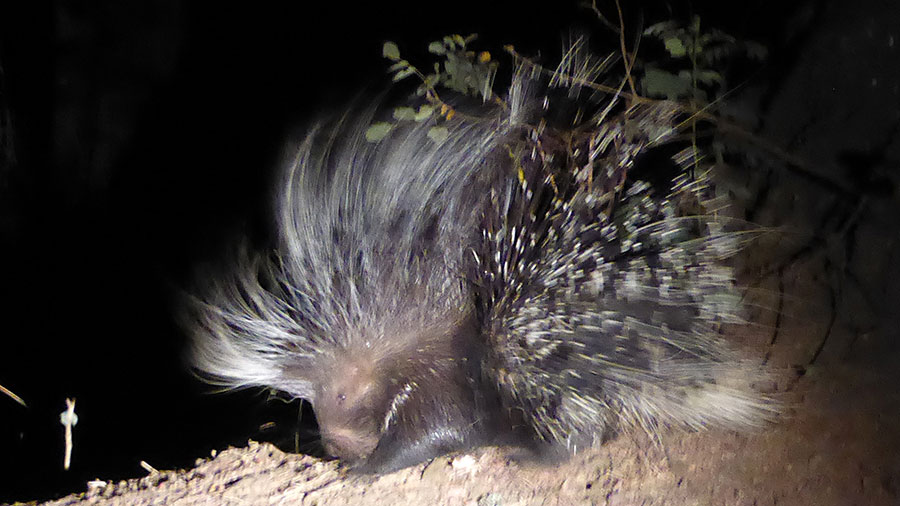 Porcupine