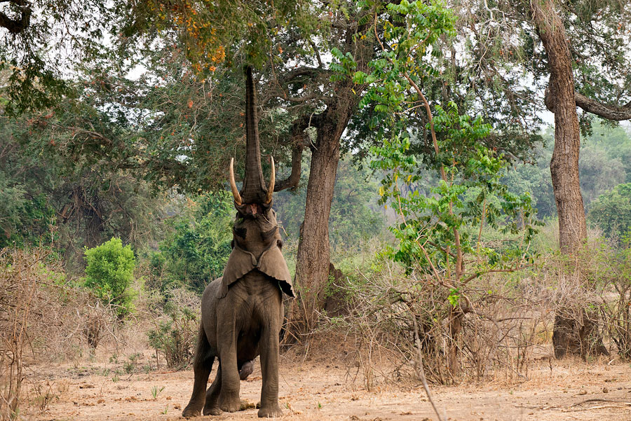 Elephant