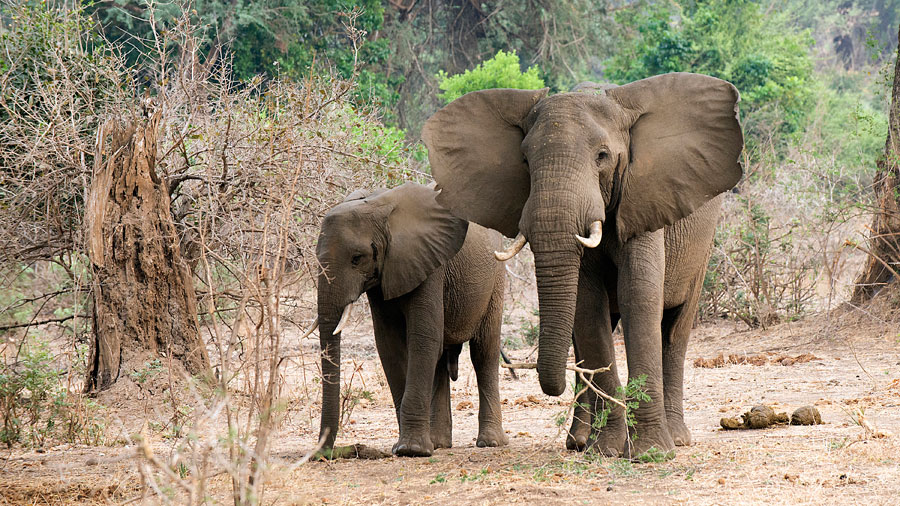 Elephants