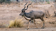 Kudu