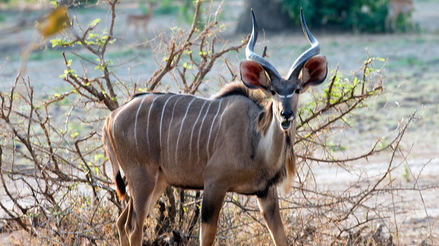 Kudu