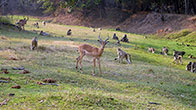 Chacma Baboons