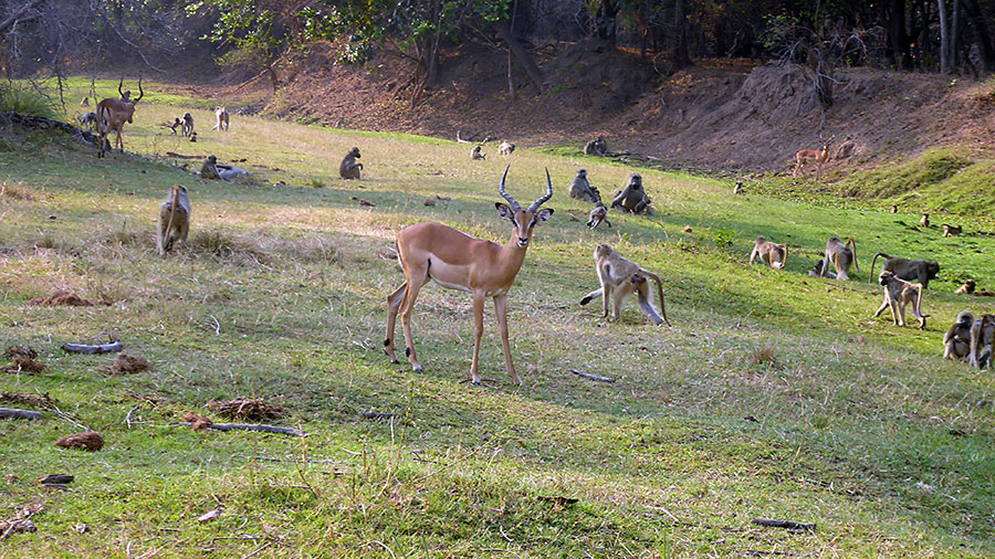 Chacma Baboons & Impala