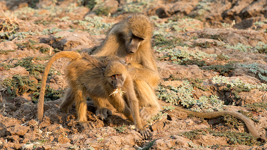 Chacma Baboons