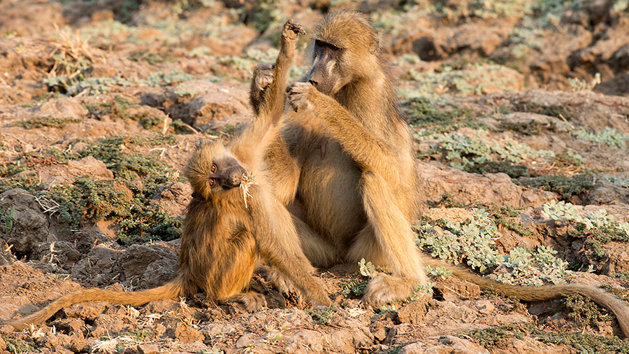 Chacma Baboons