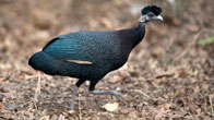 Crested guinea fowl