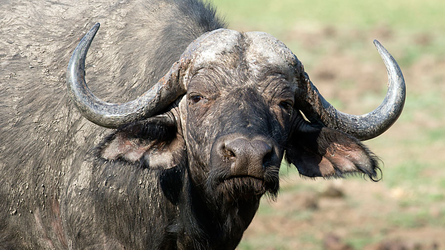 Buffalo